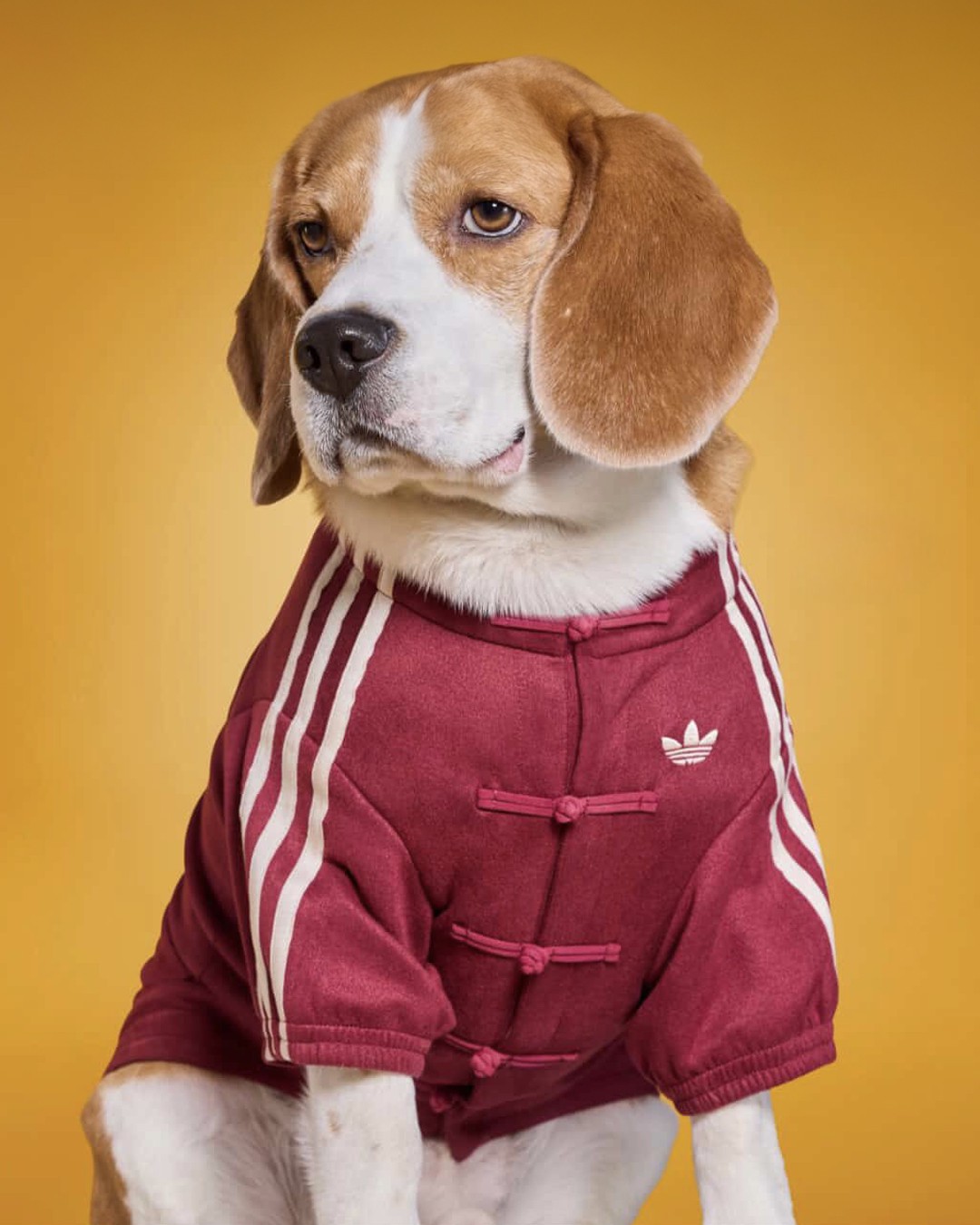 Hinh anh adidas ra mắt Track Top dành cho thú cưng tại thị trường Trung Quốc 3