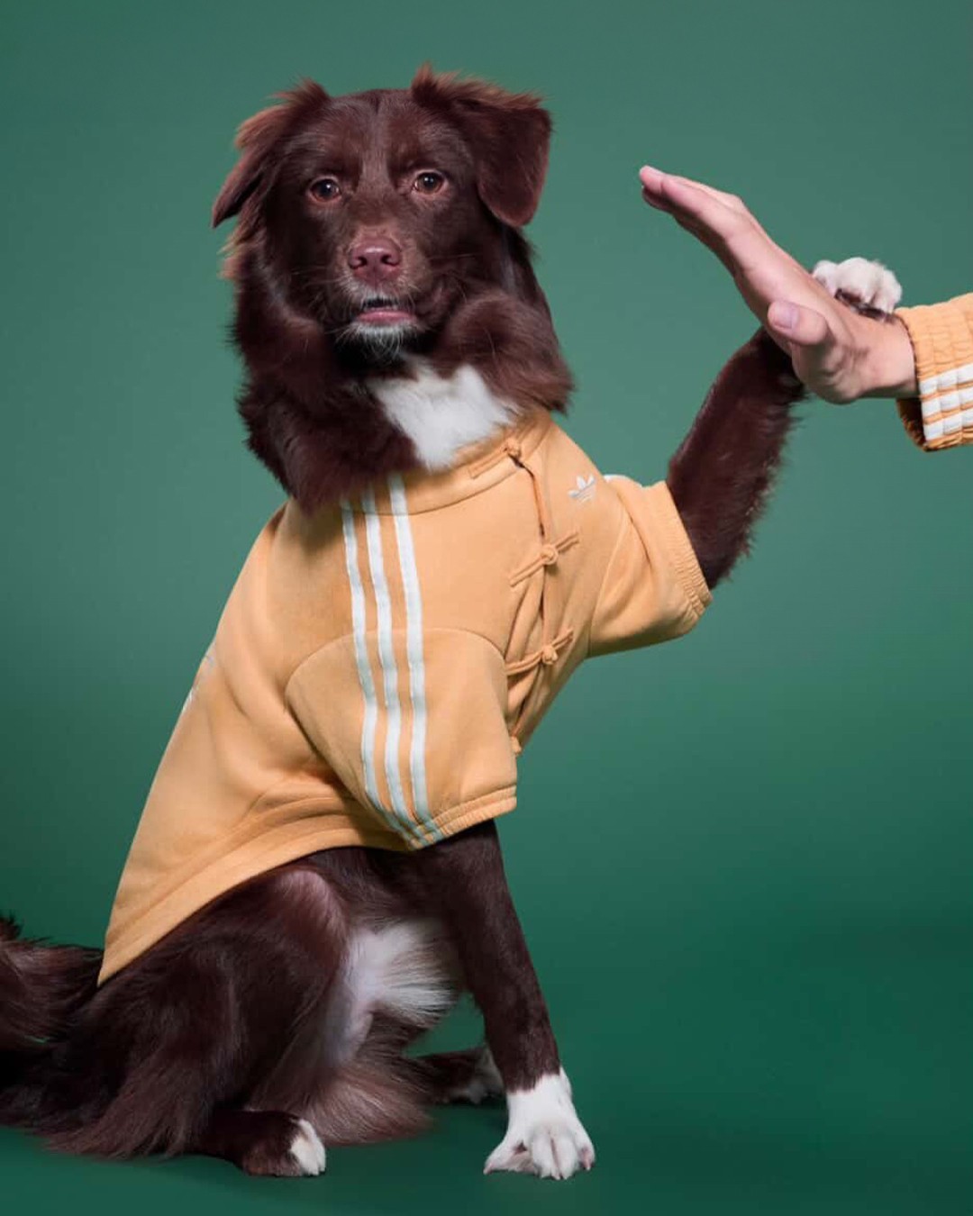 Hinh anh adidas ra mắt Track Top dành cho thú cưng tại thị trường Trung Quốc 1