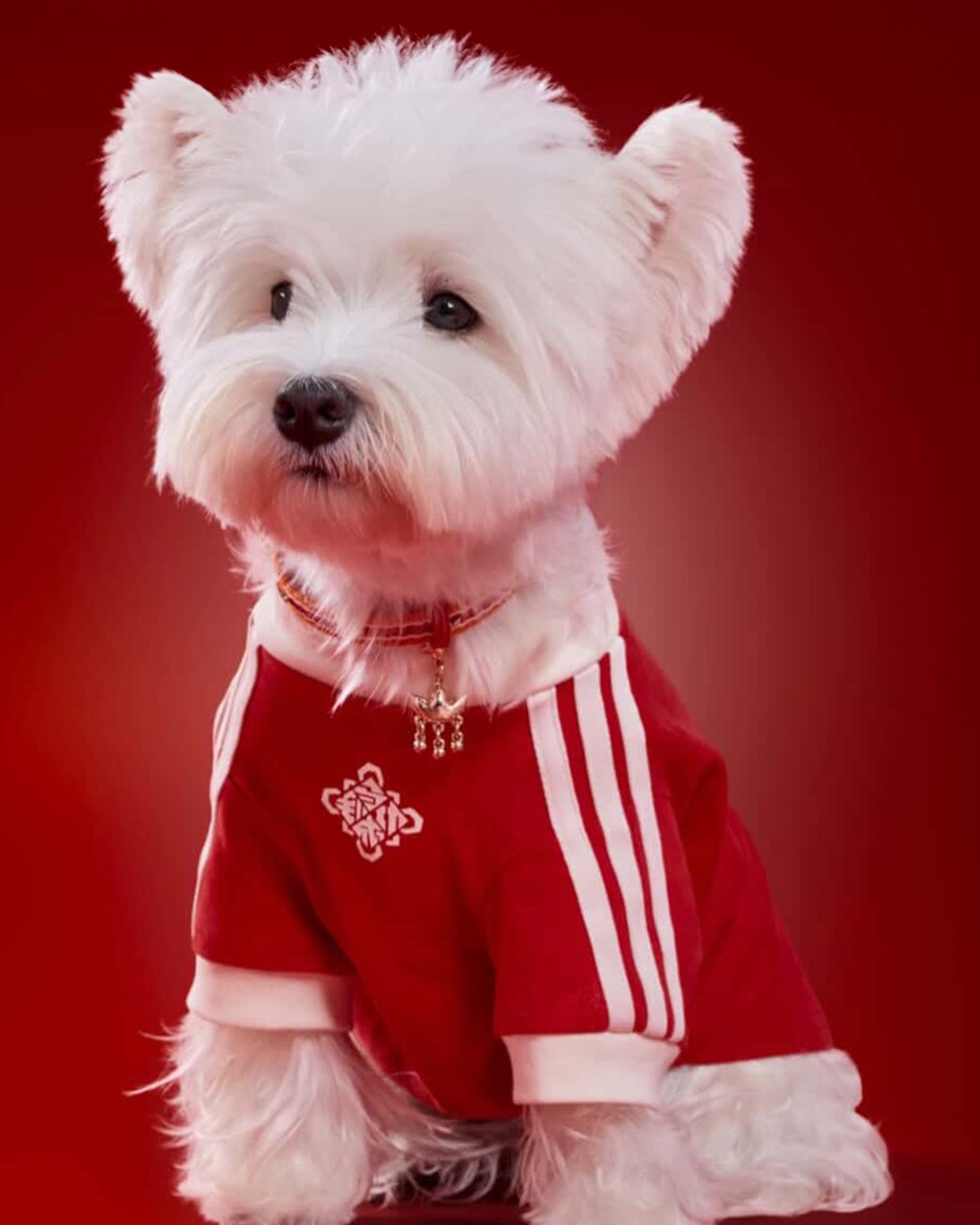 Hinh anh adidas ra mắt Track Top dành cho thú cưng tại thị trường Trung Quốc 8