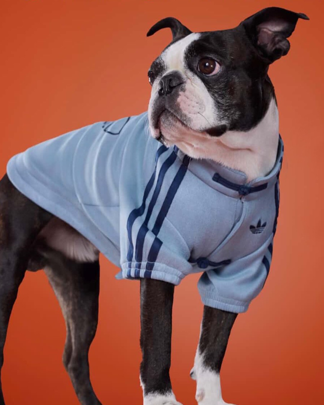 Hinh anh adidas ra mắt Track Top dành cho thú cưng tại thị trường Trung Quốc 7