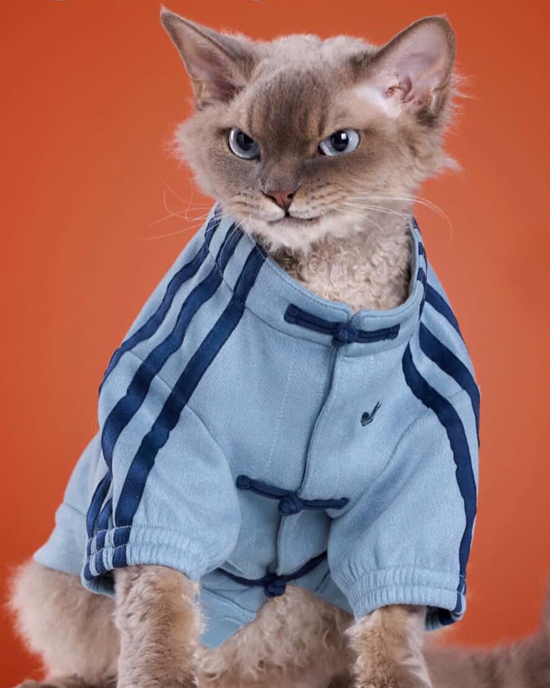 Hinh anh adidas ra mắt Track Top dành cho thú cưng tại thị trường Trung Quốc 6